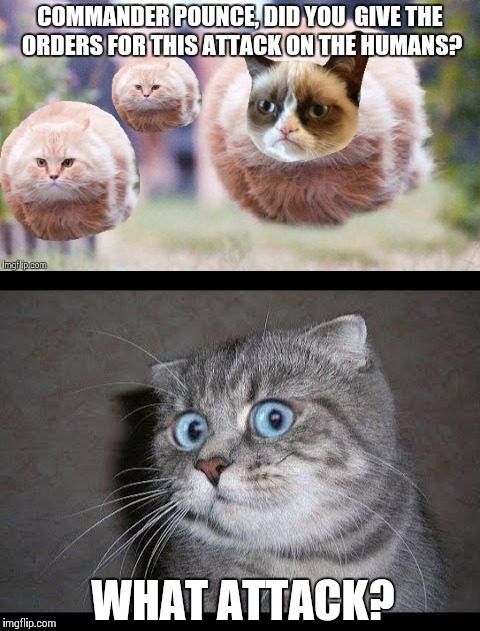 Attack of the Cats | COMMANDER POUNCE, DID YOU  GIVE THE ORDERS FOR THIS ATTACK ON THE HUMANS? WHAT ATTACK? | image tagged in memes,cats | made w/ Imgflip meme maker