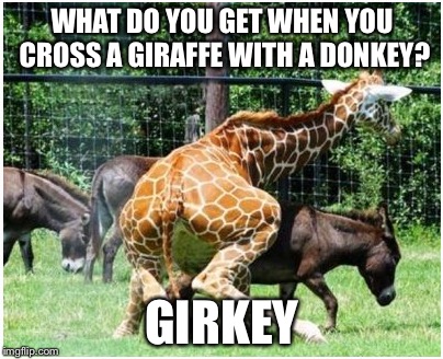 WHAT DO YOU GET WHEN YOU CROSS A GIRAFFE WITH A DONKEY? GIRKEY | image tagged in what do you get,animals,mating,cross between | made w/ Imgflip meme maker