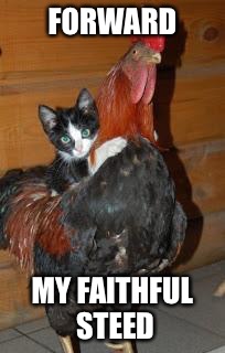 Kitten on Chicken | FORWARD; MY FAITHFUL STEED | image tagged in kitten on chicken | made w/ Imgflip meme maker