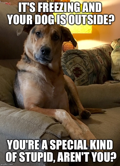 Hound questioning bad dog owners  | IT'S FREEZING AND YOUR DOG IS OUTSIDE? YOU'RE A SPECIAL KIND OF STUPID, AREN'T YOU? | image tagged in dog,cold weather,special kind of stupid | made w/ Imgflip meme maker