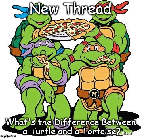 Ninja turtles | New Thread; What's the Difference Between a Turtle and a Tortoise? | image tagged in ninja turtles | made w/ Imgflip meme maker