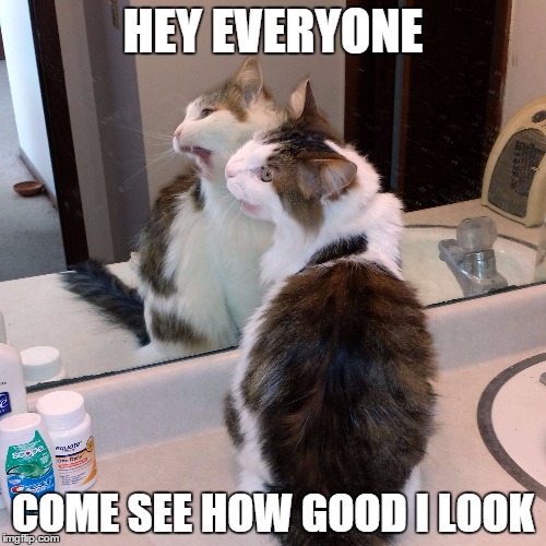 Baldr the Beautiful | HEY EVERYONE; COME SEE HOW GOOD I LOOK | image tagged in cat,mirror,anchorman,ron burgundy | made w/ Imgflip meme maker
