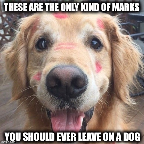 Stop animal abuse | THESE ARE THE ONLY KIND OF MARKS; YOU SHOULD EVER LEAVE ON A DOG | image tagged in dog,animal meme,animal rights | made w/ Imgflip meme maker