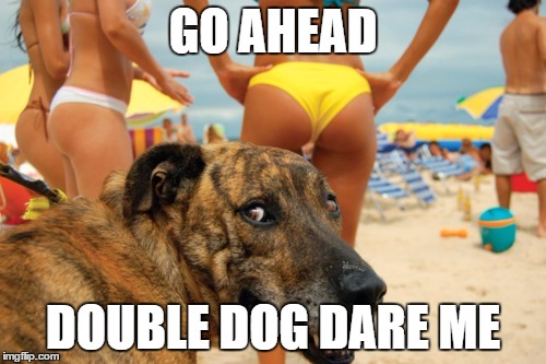 GO AHEAD; DOUBLE DOG DARE ME | image tagged in dog sees mischief | made w/ Imgflip meme maker