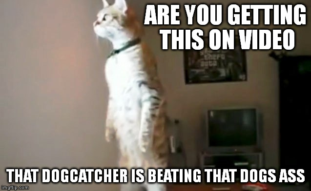 Lives Matter | ARE YOU GETTING THIS ON VIDEO; THAT DOGCATCHER IS BEATING THAT DOGS ASS | image tagged in meme,funny cat,viral,videos | made w/ Imgflip meme maker