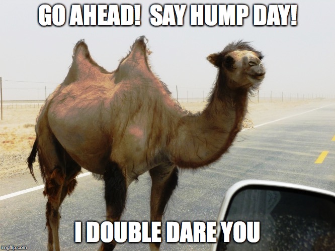 Hump Day | GO AHEAD!  SAY HUMP DAY! I DOUBLE DARE YOU | image tagged in hump day,memes | made w/ Imgflip meme maker