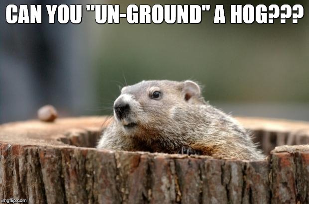 Groundhog | CAN YOU "UN-GROUND" A HOG??? | image tagged in groundhog | made w/ Imgflip meme maker