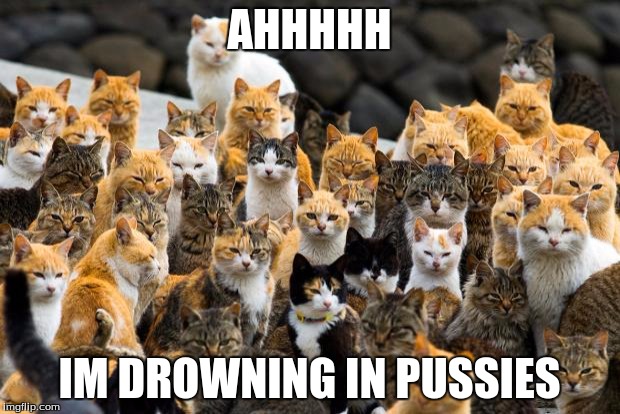 Judgey Cats | AHHHHH; IM DROWNING IN PUSSIES | image tagged in judgey cats | made w/ Imgflip meme maker