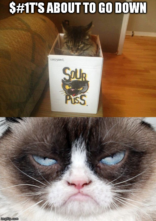$#1T'S ABOUT TO GO DOWN | image tagged in grumpy cat,cats | made w/ Imgflip meme maker