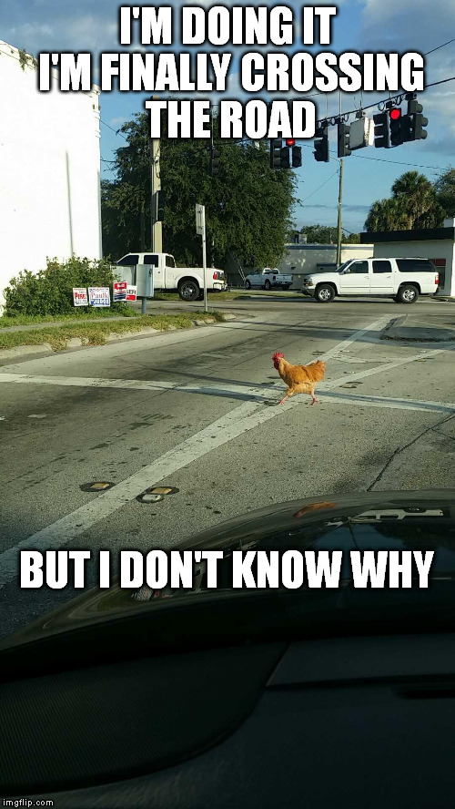Why Not? | I'M DOING IT I'M FINALLY CROSSING THE ROAD; BUT I DON'T KNOW WHY | image tagged in meme,why the chicken cross the road | made w/ Imgflip meme maker