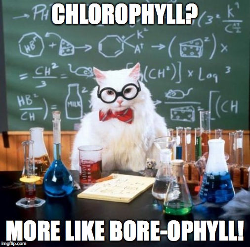 Chemistry Cat Meme | CHLOROPHYLL? MORE LIKE BORE-OPHYLL! | image tagged in memes,chemistry cat | made w/ Imgflip meme maker