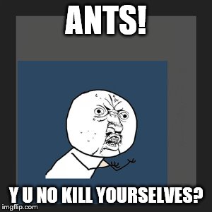 Omnomnom watermelon | ANTS! Y U NO KILL YOURSELVES? | image tagged in memes,kill yourself guy,y u no,ruined picnic | made w/ Imgflip meme maker