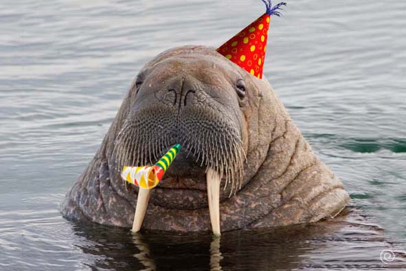 High Quality Party Walrus Blank Meme Template