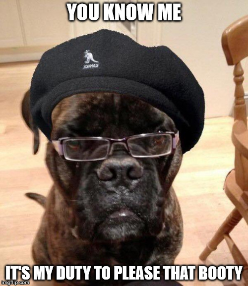 If Samuel L.Jackson was a dog.... - Imgflip