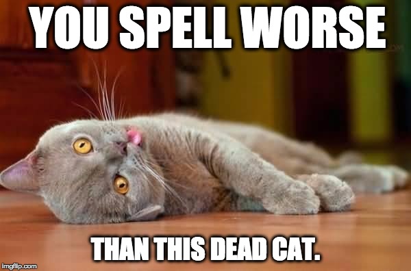 Dead cat | YOU SPELL WORSE; THAN THIS DEAD CAT. | image tagged in dead cat | made w/ Imgflip meme maker