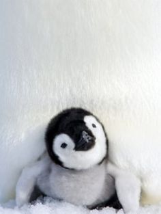 Cute Penguin Blank Meme Template