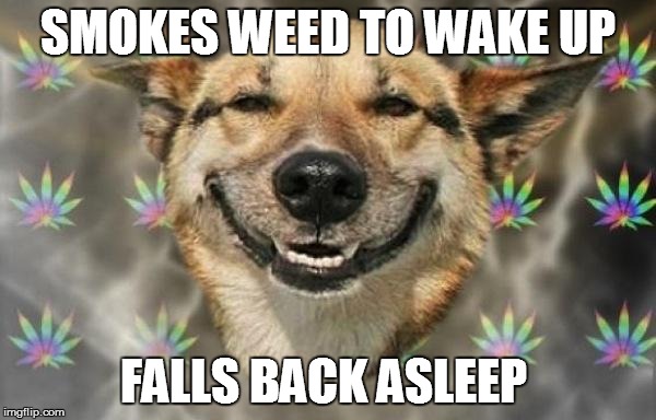 stoned dog |  SMOKES WEED TO WAKE UP; FALLS BACK ASLEEP | image tagged in stoned dog | made w/ Imgflip meme maker