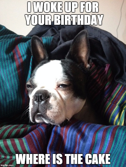 Xena dog | I WOKE UP FOR YOUR BIRTHDAY; WHERE IS THE CAKE | image tagged in xena dog | made w/ Imgflip meme maker
