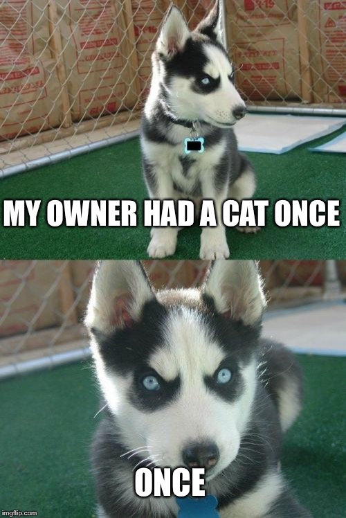 Insanity Puppy Meme | MY OWNER HAD A CAT ONCE; ONCE | image tagged in memes,insanity puppy | made w/ Imgflip meme maker