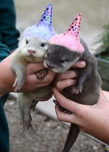 High Quality Baby Birthday Otters Blank Meme Template