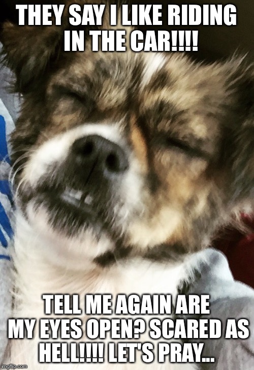 Car ride!!!!!  | THEY SAY I LIKE RIDING 
IN THE CAR!!!! TELL ME AGAIN ARE MY EYES OPEN?
SCARED AS HELL!!!! LET'S PRAY... | image tagged in family,pet,scared | made w/ Imgflip meme maker