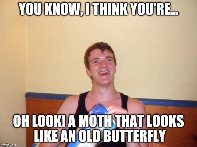 YOU KNOW, I THINK YOU'RE... OH LOOK! A MOTH THAT LOOKS LIKE AN OLD BUTTERFLY | made w/ Imgflip meme maker