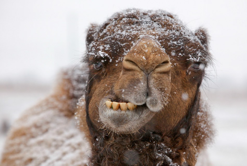 High Quality Freezing Camel Blank Meme Template