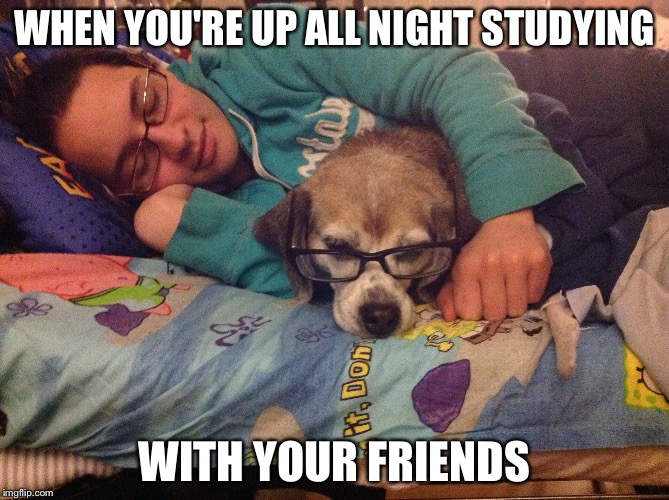 That big test is comin up, gotta cram | WHEN YOU'RE UP ALL NIGHT STUDYING; WITH YOUR FRIENDS | image tagged in dog,funny | made w/ Imgflip meme maker