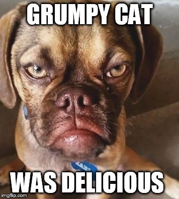  GRUMPY CAT; WAS DELICIOUS | image tagged in grumpy dogg | made w/ Imgflip meme maker