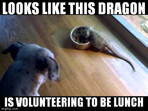 LOOKS LIKE THIS DRAGON IS VOLUNTEERING TO BE LUNCH | made w/ Imgflip meme maker