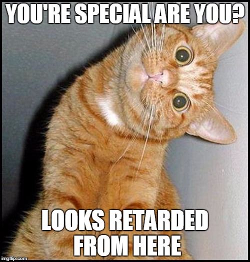 Stupid Cat | YOU'RE SPECIAL ARE YOU? LOOKS RETARDED FROM HERE | image tagged in stupid cat | made w/ Imgflip meme maker