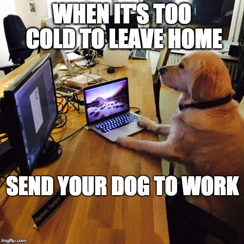 too cold for work | WHEN IT'S TOO COLD TO LEAVE HOME; SEND YOUR DOG TO WORK | image tagged in cold weather,dogs | made w/ Imgflip meme maker