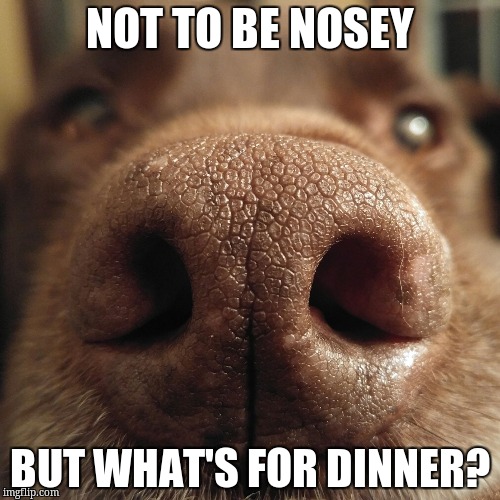 Chuckie the Chocolate Lab  | NOT TO BE NOSEY; BUT WHAT'S FOR DINNER? | image tagged in chuckie the chocolate lab | made w/ Imgflip meme maker