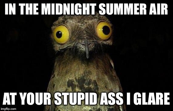 Wierd stuff I do potoo | IN THE MIDNIGHT SUMMER AIR; AT YOUR STUPID ASS I GLARE | image tagged in wierd stuff i do potoo | made w/ Imgflip meme maker