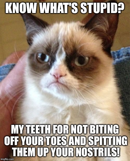 Grumpy Cat | KNOW WHAT'S STUPID? MY TEETH FOR NOT BITING OFF YOUR TOES AND SPITTING THEM UP YOUR NOSTRILS! | image tagged in memes,grumpy cat | made w/ Imgflip meme maker