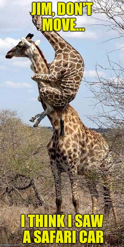 Funny Giraffe | JIM, DON'T MOVE... I THINK I SAW A SAFARI CAR | image tagged in funny giraffe,memes | made w/ Imgflip meme maker