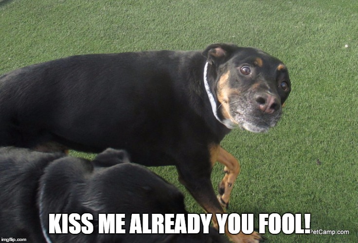KISS ME ALREADY YOU FOOL! | image tagged in kissing dog | made w/ Imgflip meme maker