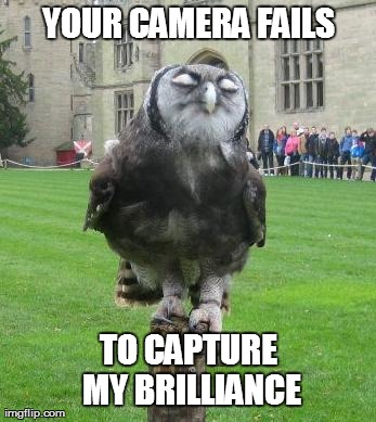 image tagged in smug owl | made w/ Imgflip meme maker