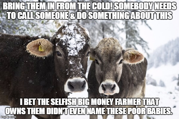 BRING THEM IN FROM THE COLD! SOMEBODY NEEDS TO CALL SOMEONE & DO SOMETHING ABOUT THIS; I BET THE SELFISH BIG MONEY FARMER THAT OWNS THEM DIDN'T EVEN NAME THESE POOR BABIES. | image tagged in cold cows | made w/ Imgflip meme maker