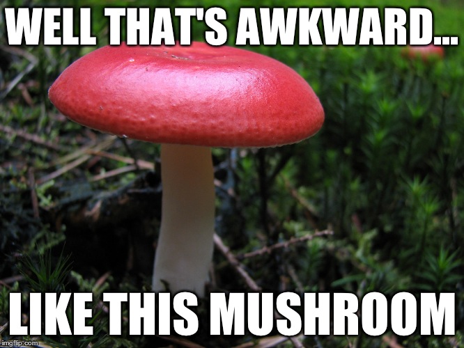 Embarrassed Mushroom | WELL THAT'S AWKWARD... LIKE THIS MUSHROOM | image tagged in embarrassed mushroom | made w/ Imgflip meme maker