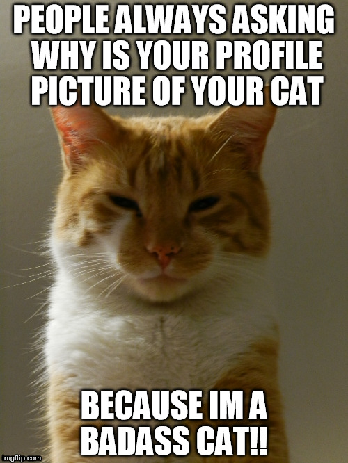 badass cat | PEOPLE ALWAYS ASKING WHY IS YOUR PROFILE PICTURE OF YOUR CAT; BECAUSE IM A BADASS CAT!! | image tagged in cats,funny cats | made w/ Imgflip meme maker