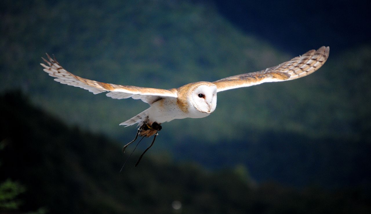 Superb Owl Blank Meme Template