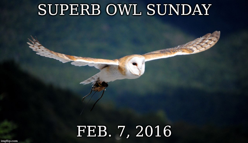 Superb Owl | SUPERB OWL SUNDAY; FEB. 7, 2016 | image tagged in superb owl | made w/ Imgflip meme maker