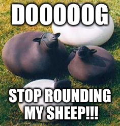 DOOOOOG STOP ROUNDING MY SHEEP!!! | made w/ Imgflip meme maker