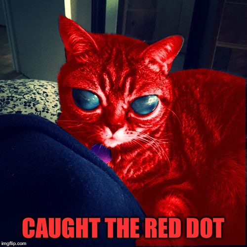 RayCat Aliens | CAUGHT THE RED DOT | image tagged in raycat aliens | made w/ Imgflip meme maker