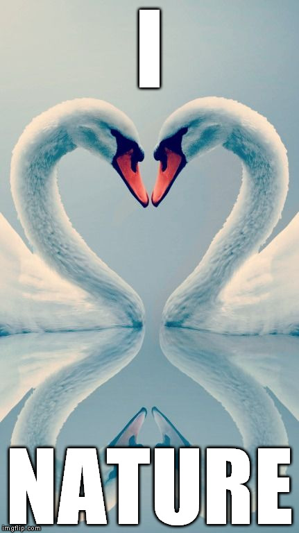 love | I; NATURE | image tagged in nature | made w/ Imgflip meme maker