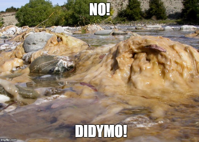 Didymo | NO! DIDYMO! | image tagged in rock snot,didymo | made w/ Imgflip meme maker