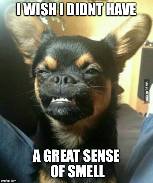 alien dog | I WISH I DIDNT HAVE A GREAT SENSE OF SMELL | image tagged in alien dog | made w/ Imgflip meme maker