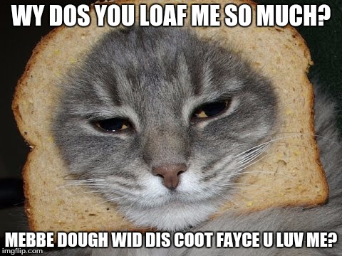 Bread Kitty | WY DOS YOU LOAF ME SO MUCH? MEBBE DOUGH WID DIS COOT FAYCE U LUV ME? | image tagged in lolcats | made w/ Imgflip meme maker