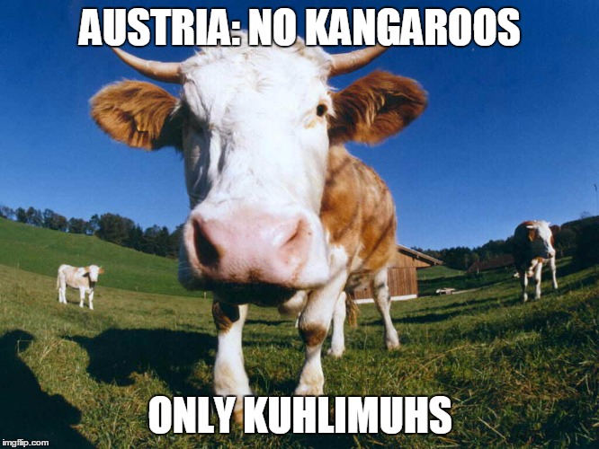 It's Austria, not AUSTRALIA | AUSTRIA: NO KANGAROOS; ONLY KUHLIMUHS | image tagged in cow,austria,kangaroos | made w/ Imgflip meme maker